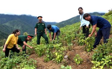 Cán bộ, chiến sĩ Ban Chỉ huy Quân sự huyện Trạm Tấu thường xuyên giúp nhân dân trong triển khai các mô hình phát triển kinh tế - xã hội, xóa đói giảm nghèo.