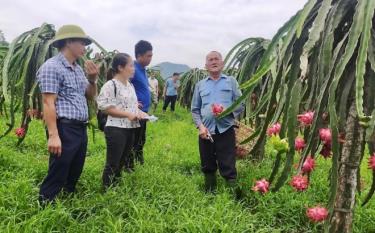 Lãnh đạo xã Hưng Khánh, huyện Trấn Yên thăm mô hình trồng thanh long ruột đỏ của ông Trần Gia Viễn (bên phải) ở thôn Khe Ngang, xã Hưng Khánh là thành viên HTX Thanh long ruột đỏ Hưng Khánh.