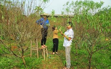 Gia đình ông Trần Như Xuyên - Trưởng thôn Trực Bình, xã Minh Bảo hái lá cho đào nở hoa đúng dịp tết.