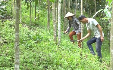 Mô hình kinh tế tổng hợp của ông Lý Văn Thạch cho thu nhập hàng trăm triệu đồng mỗi năm.