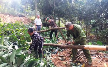 Nông dân xã Đào Thịnh khai thác vỏ quế.