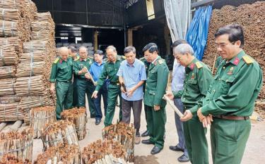 Lãnh đạo Hội Cựu chiến binh tỉnh và Hội Cựu chiến binh Việt Nam tham quan mô hình sản xuất quế của gia đình hội viên cựu chiến binh Vũ Huy Hiệp, thị trấn Mậu A, huyện Văn Yên.