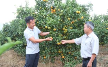 Lãnh đạo Hội Nông dân xã Bình Thuận, huyện Văn Chấn (bên phải) tham quan vườn cam Đường canh là sản phẩm OCOP 3 sao của HTX Trồng cây ăn quả và Dịch vụ tổng hợp Bình Thuận.