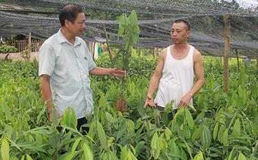 Anh Lê Hồng Trưởng (bên phải) chia sẻ với lãnh đạo Hội Nông dân xã Bảo Ái về kinh nghiệm ươm quế giống.