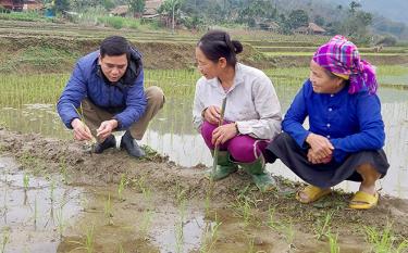 Cán bộ khuyến nông viên cơ sở hướng dẫn kỹ thuật chăm sóc lúa cho
người dân thôn Hin Lạn, xã Lâm Thượng, huyện Lục Yên.