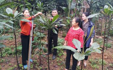 Thành viên Tổ hợp tác Dược liệu Developpe Đào Thịnh trao đổi kỹ thuật trồng, chăm sóc cây lá khôi.