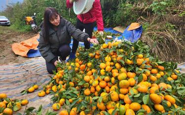 Công nhân Công ty TNHH Sơn Tùng, huyện Lục Yên thu hoạch cam sành, xuất bán ra thị trường trong và ngoài tỉnh.