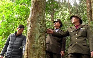 In 2022, Yen Bai completed the issuance of FSC, PEFC and VFCS certificates for over 6,698 ha of planted forests.