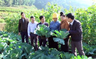 Lãnh đạo UBND huyện Trạm Tấu kiểm tra sản xuất vụ đông tại xã Hát Lừu.