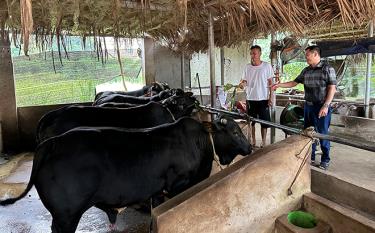 Mô hình nuôi bò với quy mô 10 con trở lên của gia đình anh Vũ Văn Trường ở thôn 3, xã Hòa Cuông.