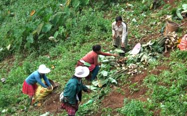 Người dân thôn Khấu Ly, xã Bản Mù thu hoạch khoai sọ nương