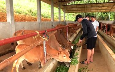 Mô hình chăn nuôi bò theo hướng bán công nghiệp mang lại hiệu quả kinh tế cao của gia đình anh Trương Đức Thành, thị trấn Nông trường Liên Sơn, huyện Văn Chấn
