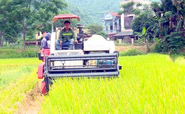 Nông dân xã Tân Lĩnh, huyện Lục Yên đưa cơ giới hóa thu hoạch lúa để kịp thời làm đất trồng cây vụ đông