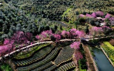 Hoa Tớ Dày nở rực rỡ chào đón Lễ khai mạc Festival khèn Mông và công bố Quyết định đưa Nghệ thuật Khèn của người Mông, Nghệ thuật tạo hình vẽ hoa văn bằng sáp ong trên vải của người Mông 3 huyện Mù Cang Chải, Trạm Tấu, Văn Chấn tỉnh Yên Bái vào Danh mục Di sản Văn hóa phi vật thể quốc gia.