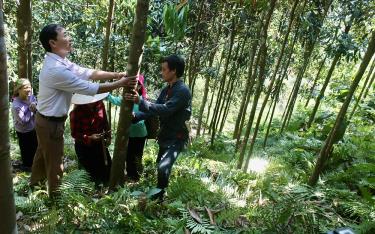 Lãnh đạo xã Phong Dụ Thượng, huyện Văn Yên (bên trái) kiểm tra tình hình sản xuất quế hữu cơ của người dân.