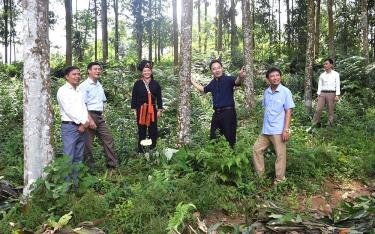 Lãnh đạo Hội Nông dân tỉnh thăm mô hình trồng quế hữu cơ cho thu nhập trên 200 triệu đồng/năm tại xã Đại Phác, huyện Văn Yên.