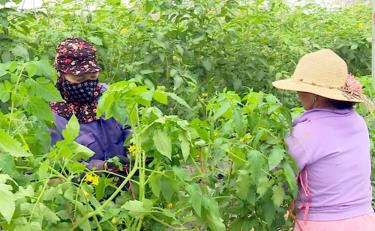 Mô hình trồng cà chua giống mới được người dân Văn Yên áp dụng mang lại hiệu quả kinh tế cao.