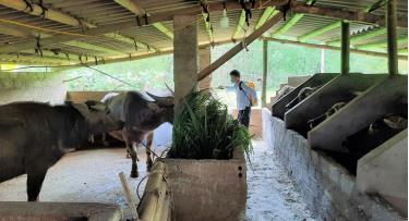 Mô hình chăn nuôi trâu bán công nghiệp của hộ gia đình ở xã Lâm Thượng.