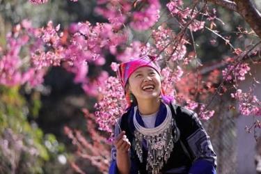 To Day flowers, intricately tied to the lives of generations of the Mong people in the highlands of Mu Cang Chai.