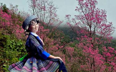 To Day flowers bloom in radiant pink, captivating visitors to Mu Cang Chai.
