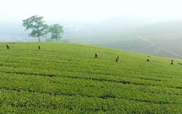 Yen Bai currently boasts over 7,440 hectares of tea cultivation, producing more than 69,000 tons annually.