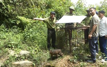 Hạt Kiểm lâm Trạm Tấu – Nghĩa Lộ phối hợp với Ban Quản lý rừng phòng hộ Trạm Tấu và xã Bản Công thả 2 cá thể khỉ quý hiếm về tự nhiên.
