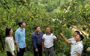 Vườn cam được trồng theo quy chuẩn VietGAP của Hợp tác xã Trồng cây ăn quả và Dịch vụ tổng hợp Bình Thuận tại thôn Kiến Rịa.