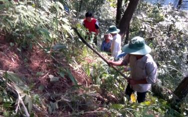 Người dân huyện Trạm Tấu tích cực tham gia phát dọn đường băng cản lửa, chủ động PCCCR trong mùa khô hanh niên vụ 2024 - 2025
