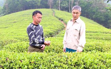 Ông Trần Văn Thanh (bên trái) trao đổi cùng Bí thư Chi bộ thôn Đình về việc phát triển cây chè.