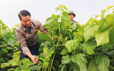 Đồng chí Luyện Hữu Chung - Bí thư Huyện ủy Văn Yên kiểm tra việc phát triển cây dâu tằm tại xã An Thịnh.