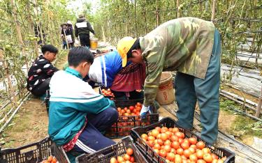 Mô hình trồng cà chua mang lại hiệu quả tại xã Nậm Khắt, huyện Mù Cang Chải.