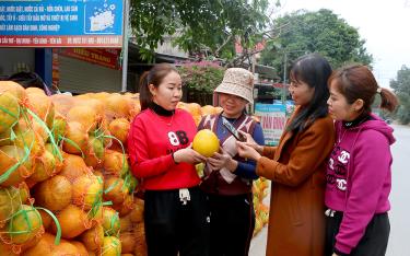 Sản phẩm bưởi đặc sản Đại Minh được hỗ trợ kết nối, tiêu thụ trên nền tảng số.