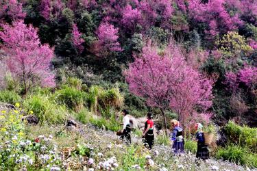 Mu Cang Chai is an ideal destination for domestic and international visitors.  
