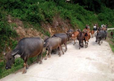 Nhờ chủ động tiêm phòng và chăm sóc tốt nên đàn gia súc ở xã hát Lừu (trạm Tấu) phát triển tốt.
