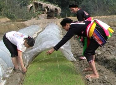 Các diện tích mạ đã gieo đều được che ni lông chống rét, do đó mạ sinh trưởng và phát triể.n rất tốt