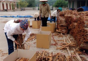 Xã viên HTX Quế Sơn (Văn Yên) đóng gói sản phẩm quế đi tiêu thụ.