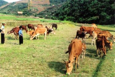 Chăn nuôi bò thả rông ở vùng cao rất dễ xảy ra tình trạng phối giống cận huyết làm ảnh hưởng đến chất lượng đàn bò.
