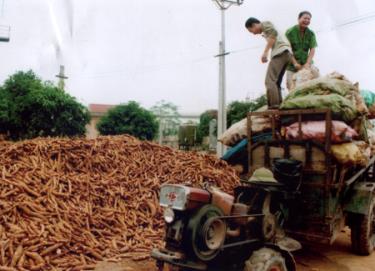 Nhà máy chế biến tinh bột sắn Văn Yên thu mua sắn cho nông dân.
