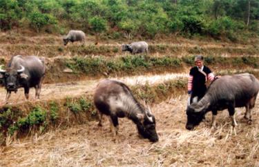 Ông Vàng Sùng Hải chăm sóc đàn trâu của gia đình.
