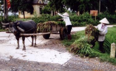 Nông dân xã Y Can (Trấn Yên) thu hoạch cỏ voi làm thức ăn dự trữ cho gia súc trong mùa đông.
(Ảnh: Đức Hồng)

