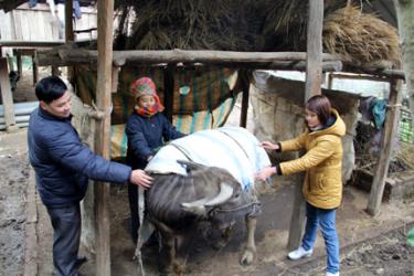 Thanh Phúc
Người dân xã Hát Lừu (Trạm Tấu) chủ động phòng, chống rét cho gia súc.
