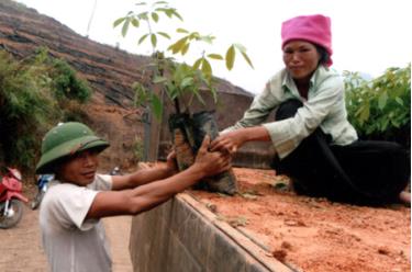 Nhận giống cây cao su về trồng ở xã Gia Hội (Văn Chấn).
