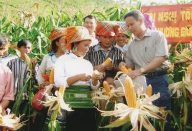 Mô hình trồng ngô lai ở thôn Làng Mảnh, xã Tà Xi Láng (trạm Tấu) đem lại hiệu quả kinh tế gấp 3 lần trồng lúa.
