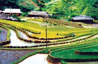 Xà Hồ chiêm mùa gối vụ.
(Ảnh: Tuấn Nghĩa)
