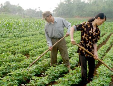 Lực lượng CCB tỉnh tích cực trong các phong trào thi đua yêu nước và các hoạt động giúp nhau làm kinh tế, nâng cao đời sống. Ảnh minh họa