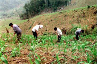 Nông dân vùng đặc biệt khó khăn được hỗ trợ giống sản xuất.
Ảnh: Nông dân Lục Yên chăm sóc ngô.
