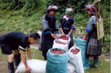 Mùa thảo quả ở huyện vùng cao Mù Cang Chải.