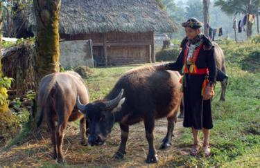 Cần hạn chế tình trạng chăn rông để bảo vệ đàn gia súc khi trời rét đậm. Ảnh Quang Tuấn