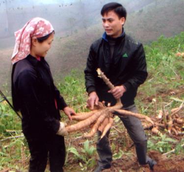 Cán bộ xã Mậu Đông kiểm tra tình hình sản  xuất sắn của nhân dân địa phương.