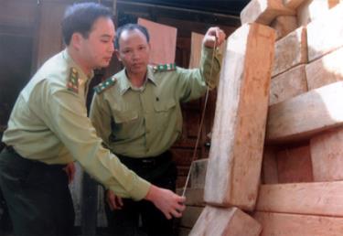 Cán bộ kiểm lâm Trạm Km7, xã Âu Lâu (TP Yên Bái) đo khối lượng gỗ pơ mu buôn lậu bị tịch thu.
(Ảnh: Hà Linh)